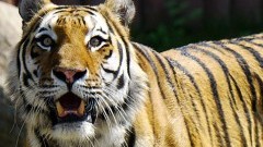 11 najlepszych ogrodów zoologicznych w Polsce