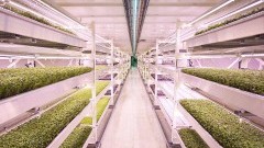 Alternatywna hodowla roślin - sałata spod ziemi! 