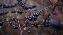 Aronia - naturalny sposób na nadciśnienie