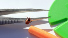 Czy domowe sposoby na kleszcze są efektywne?