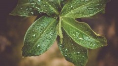 Detoks Szambala – "dieta" naprawdę skuteczna?