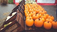 Farma dyń w Powsinie pod Warszawą