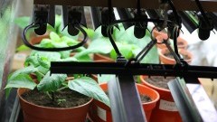 Growbox – szansa na owocne uprawy przez cały rok