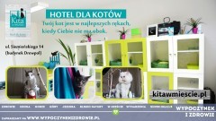 Hotel dla kotów "Kita w mieście". Twój kot - moja pasja. 