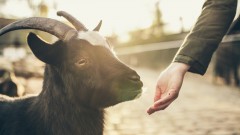 Małe jest piękne - zoo w rozmiarze mini.