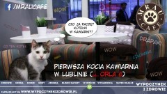 MRAU CAFE - napij się aromatycznej kawy, pogłaskaj kota. 