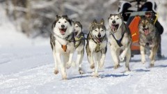 Trzysta kilometrów przez Skandynawię psim zaprzęgiem