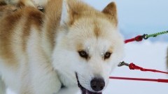 Wyścigi psich zaprzęgów w polskiej Alasce