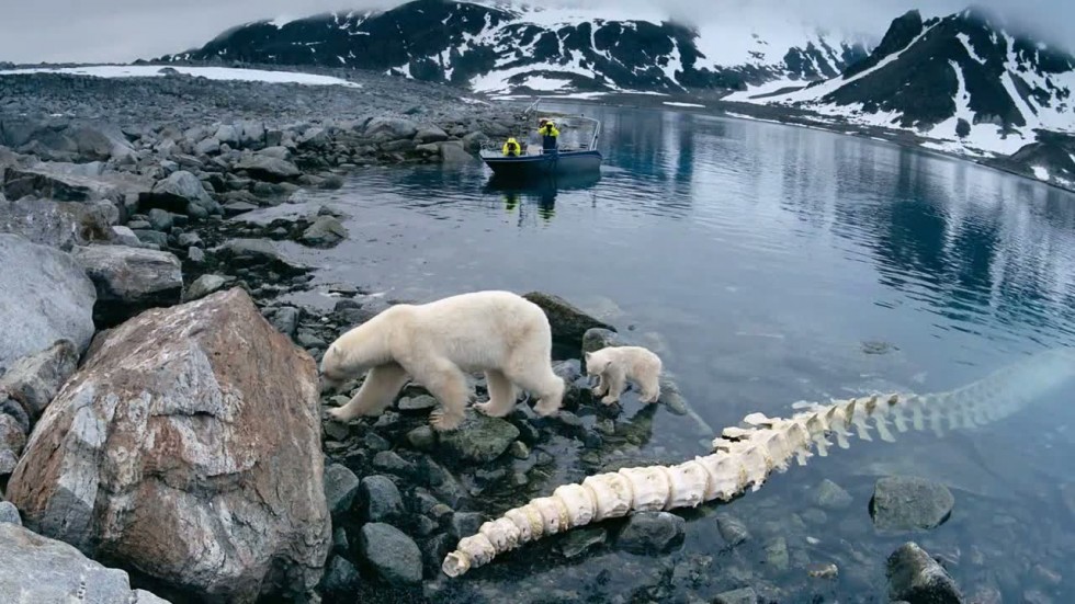 Czym różni się Arktyka od Antarktyki? (film)