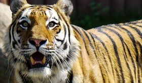 11 najlepszych ogrodów zoologicznych w Polsce