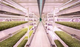 Alternatywna hodowla roślin - sałata spod ziemi! 