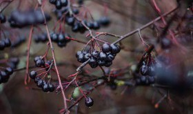 Aronia - naturalny sposób na nadciśnienie