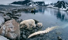 Czym różni się Arktyka od Antarktyki? (film)