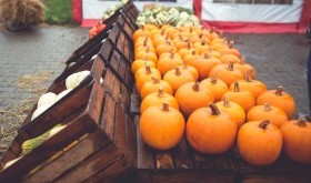 Farma dyń w Powsinie pod Warszawą