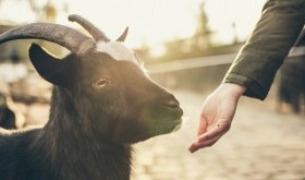 Małe jest piękne - zoo w rozmiarze mini.