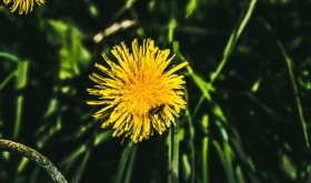 Mniszek lekarski, roślina niepospolita