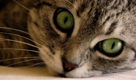 Nowy hit internetu - bluza do noszenia kota