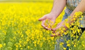 Olej roślinny – rodzaje i zastosowanie