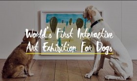 Pierwsza na świecie wystawa sztuki dla psów (wideo)