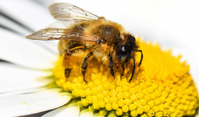 PSZCZOŁY I ICH ZNACZENIE DLA BIORÓŻNORODNOŚCI, CZŁOWIEKA I KLIMATU
