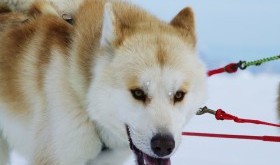 Wyścigi psich zaprzęgów w polskiej Alasce