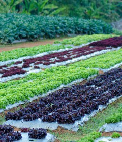 Rolnictwo ekologiczne