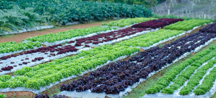 Rolnictwo ekologiczne