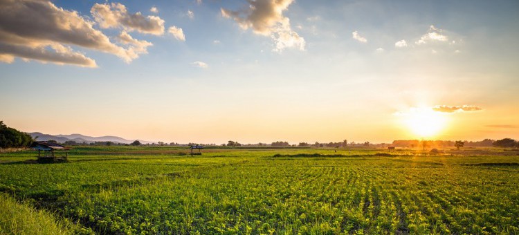 Wzmacnianie konkurencyjności gospodarstw rolnych w ramach Wspólnej Polityki Rolnej