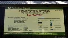 Dąb Bartek - poznaj jego tajemnicę!