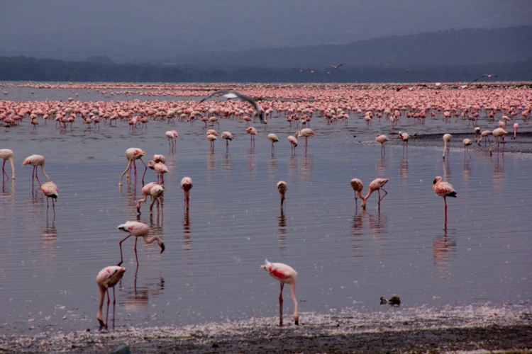 Park Narodowy Nakuru