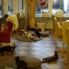 Lublin, MRAU CAFE